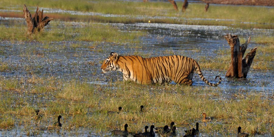 Ranthambore Tiger