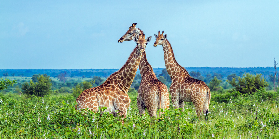 Kruger National Park