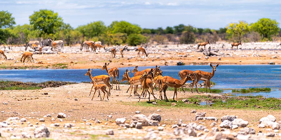 Safari in Etosha National Park