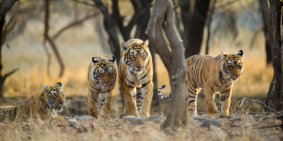 Ranthambore National Park